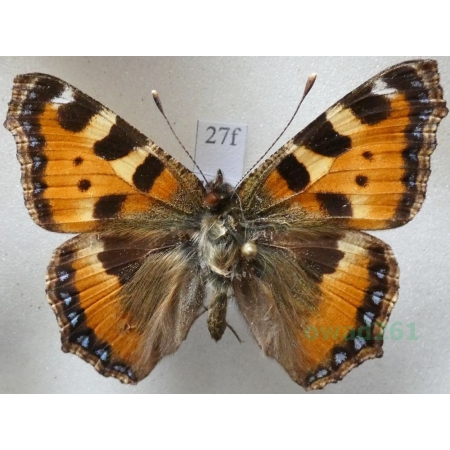 Aglais urticae (Linnaeus, 1758) Rusałka pokrzywnik Czech27f